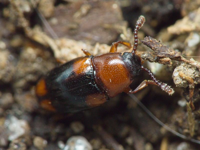 Combocerus glaber (Schaller, 1783)